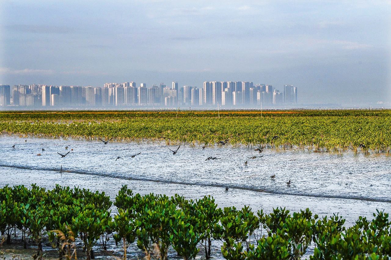 1745284409219569ny1m.jpg 02湿地修复,筑起“海上绿色长城”.jpg